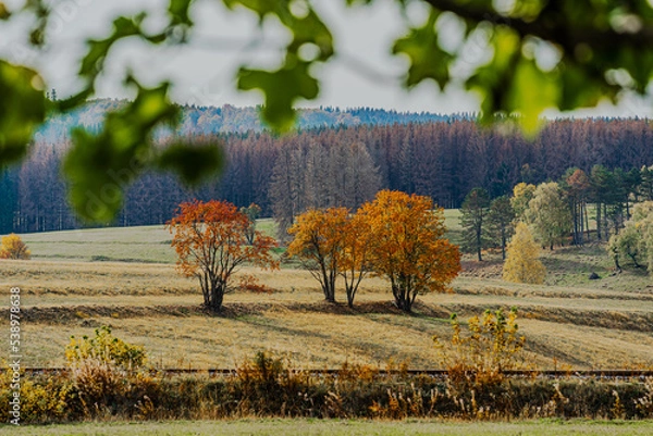 Fototapeta three trees