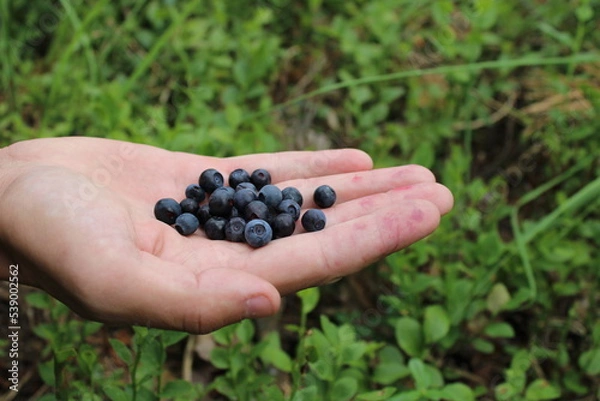 Fototapeta Fresh Blueberries in Man’s Hand
