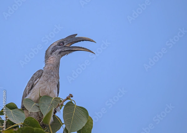Fototapeta A Grey Hornbill calling from top of the tree