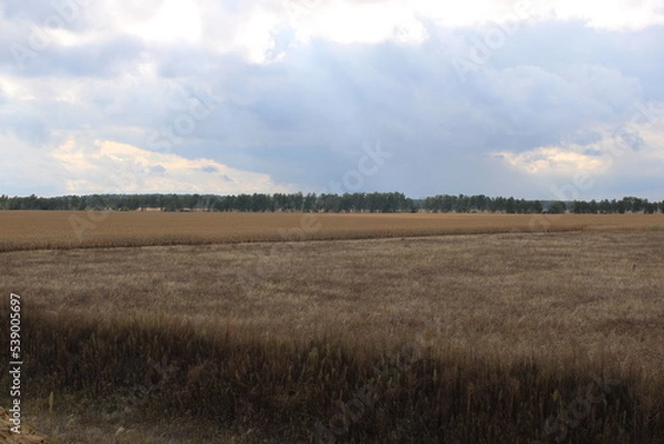 Fototapeta Flat landscape and trees in the background