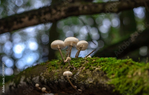 Fototapeta mushroom in the forest