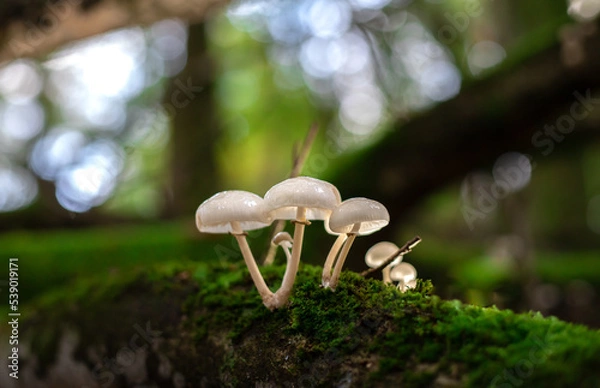 Fototapeta Mushroom in the forrest