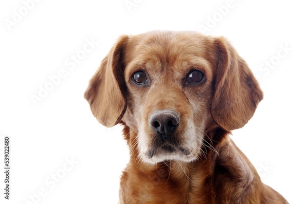 Obraz potrait of a dog, png file