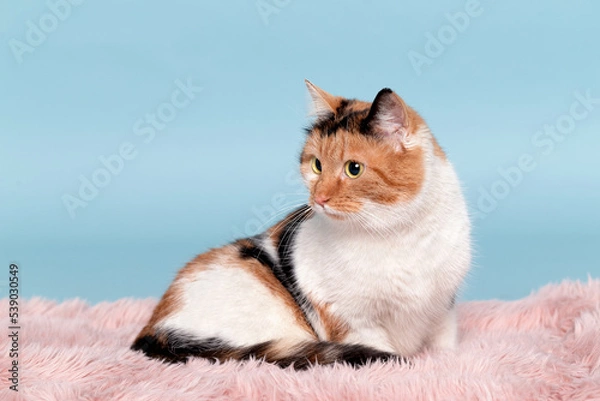Fototapeta The tricolor cat is lying quietly on a fluffy pink litter. Shooting in the studio, portrait of a cat on a blue background, close-up