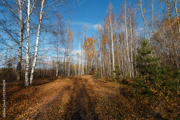 Obraz path in the forest