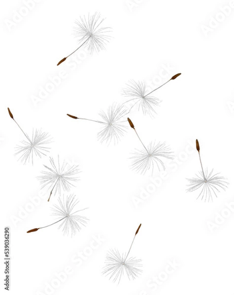 Obraz Dandelion seeds