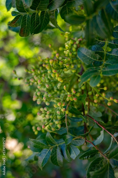 Fototapeta Sweet, delicate, fragrant nuts, Bronte pistachios with brilliant green colour and pistachio tree with unripe nuts