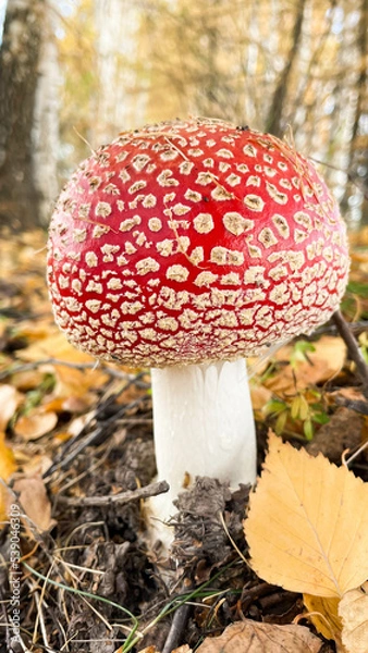 Fototapeta Amanita mushrooms in the forest on the background of the autumn forest