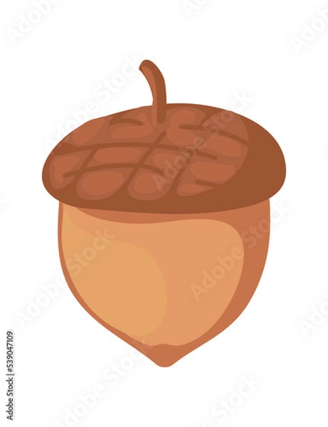 Fototapeta acorn nut design