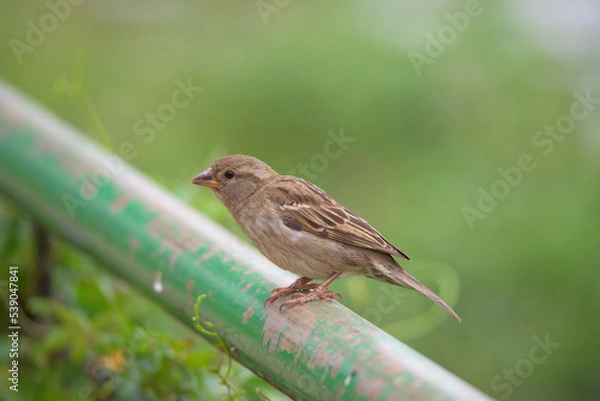 Obraz pardal (Passer domesticus)