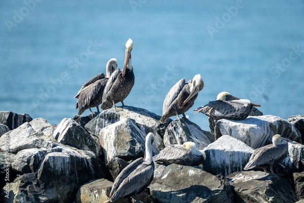 Obraz Brown Pelicans
