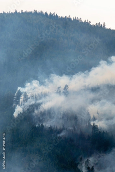 Obraz Nohomin Creek Forest Fire
