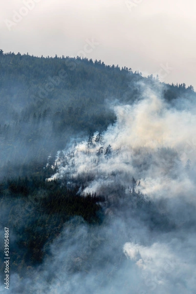 Obraz Nohomin Creek Forest Fire