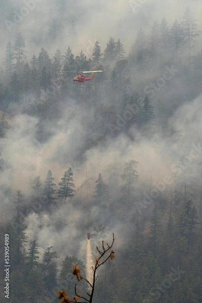 Obraz Nohomin Creek Forest Fire