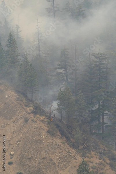 Obraz Nohomin Creek Forest Fire