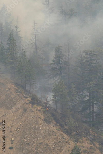 Obraz Nohomin Creek Forest Fire