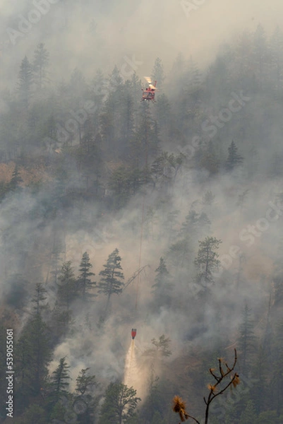 Obraz Nohomin Creek Forest Fire