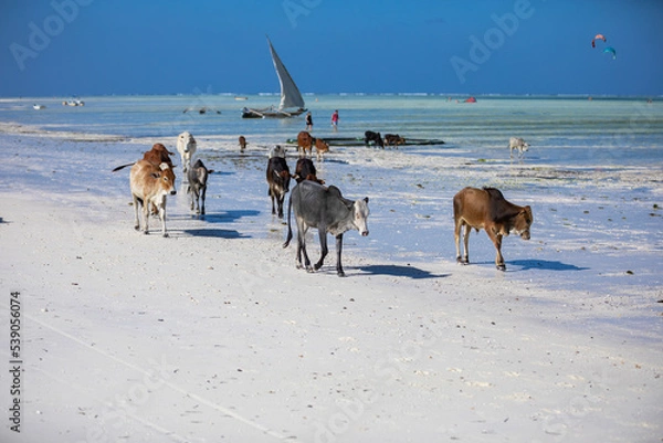 Fototapeta Young cow walking on a beautiful beach along the ocean