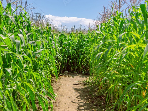 Fototapeta Corn planting field or cornfield, with details of its green color and unripe corn cobs
