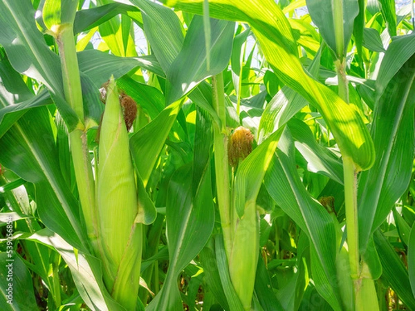 Fototapeta Corn planting field or cornfield, with details of its green color and unripe corn cobs
