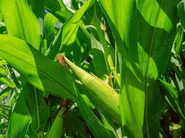 Fototapeta Corn planting field or cornfield, with details of its green color and unripe corn cobs