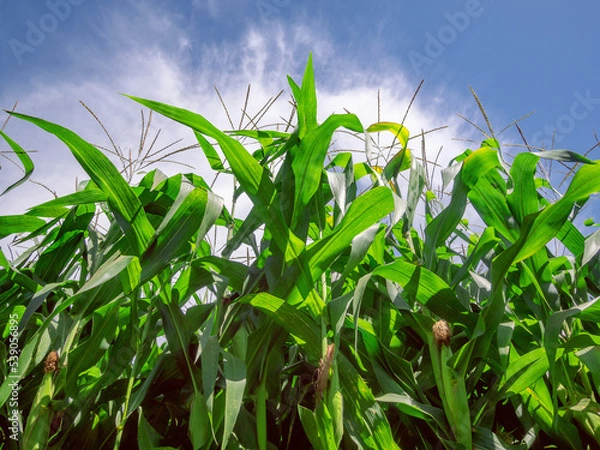 Fototapeta Corn planting field or cornfield, with details of its green color and unripe corn cobs