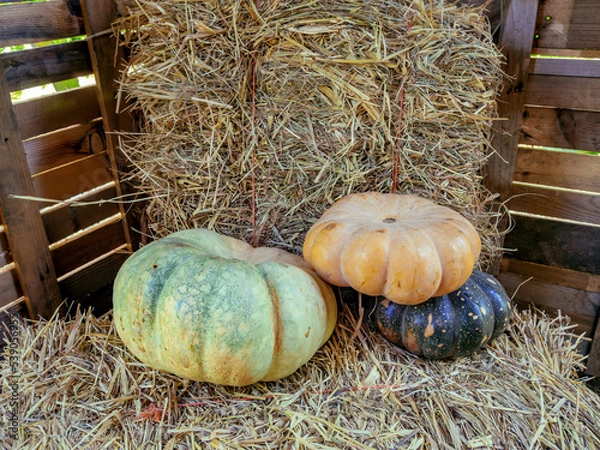 Fototapeta Pumpkins of various colors on the farm, placed on top of bundles of straw