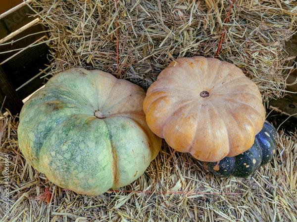 Fototapeta Pumpkins of various colors on the farm, placed on top of bundles of straw