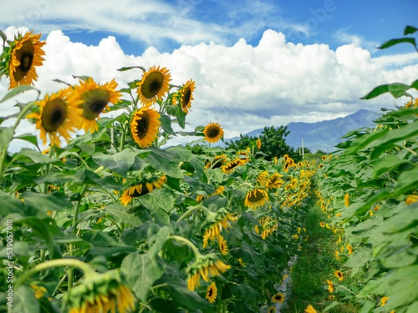 Fototapeta Sunflowers in a field of flowers on a sunny day with blue sky in the background