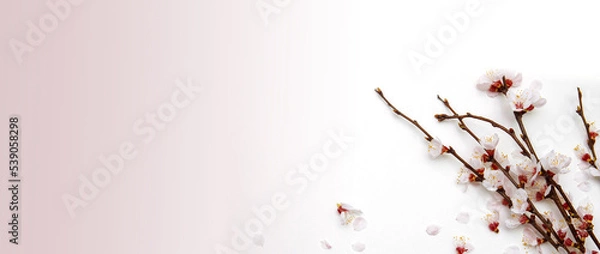 Fototapeta Flowers, branches of sakura and cherry on  white-pink background close-up unfocused with soft focus with an empty space for text, copy space, banner, concept of the advertising template and packaging