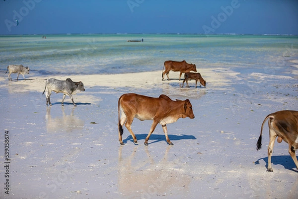 Fototapeta Young cows walking on a beautiful beach along the ocean