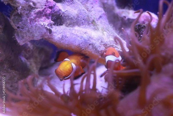 Fototapeta カクレクマノミの産卵