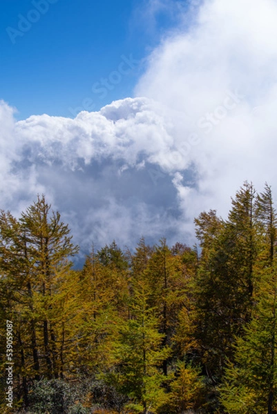 Obraz 紅葉のカラマツと雲海