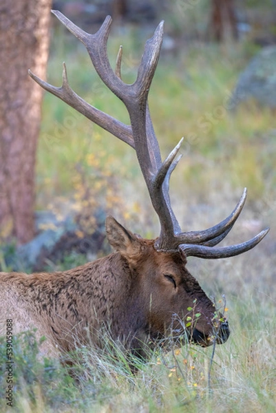 Fototapeta A sleeping Bull Elk