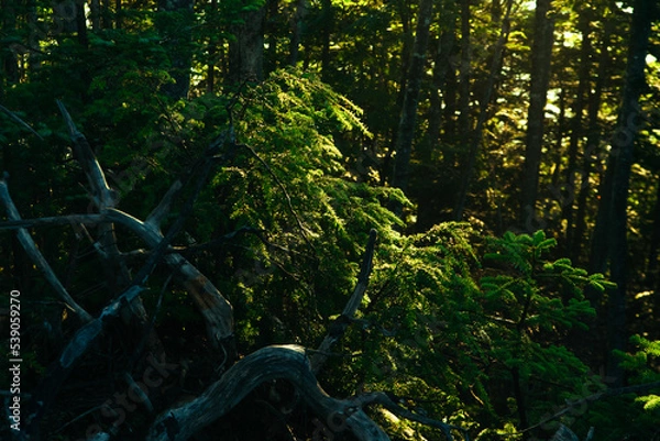 Obraz 朝陽に照らされて