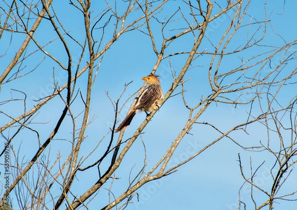 Fototapeta Guira Cuckoo Bird (Guira guira) in a tree with blue sky in the background