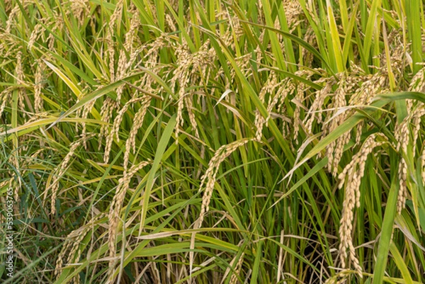 Fototapeta 日本の実りの秋