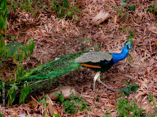 Fototapeta Peacock at the Trinidad Bird Sanctuary