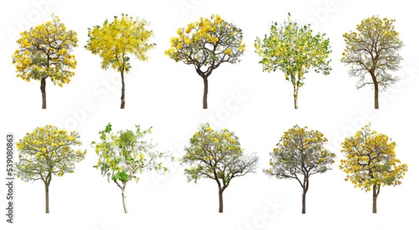 Fototapeta Collection Trees and bonsai green leaves. total 10 trees.	
The Ratchaphruek tree is blooming bright yellow.