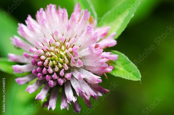 Fototapeta Kleeblüte
