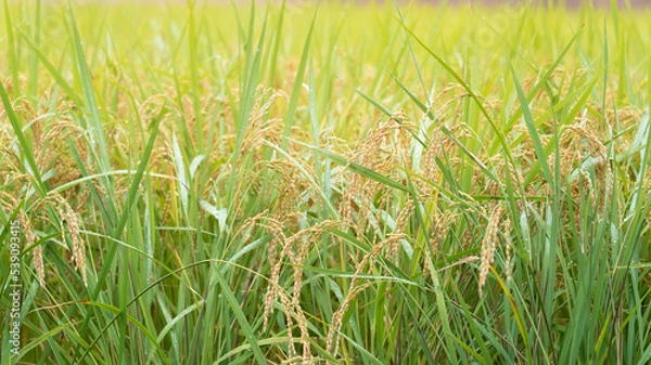 Obraz 日本の田んぼ風景