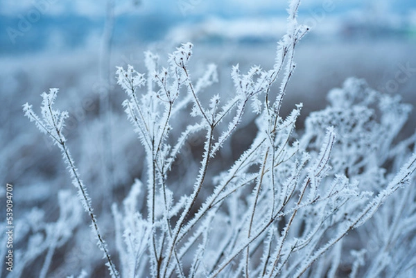 Fototapeta Ice covered branch against snowy background. Tree branch in snow. Frozen in the ice tree branches in winter.