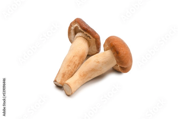 Fototapeta Raw honey mushroom isolated on a white background.