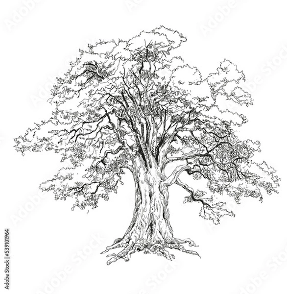 Fototapeta Vector illustration of an oak tree. The oak tree is one of the oldest trees that can live up to a thousand years