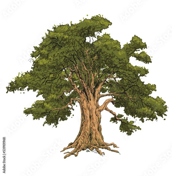 Fototapeta Vector illustration of an oak tree. The oak tree is one of the oldest trees that can live up to a thousand years