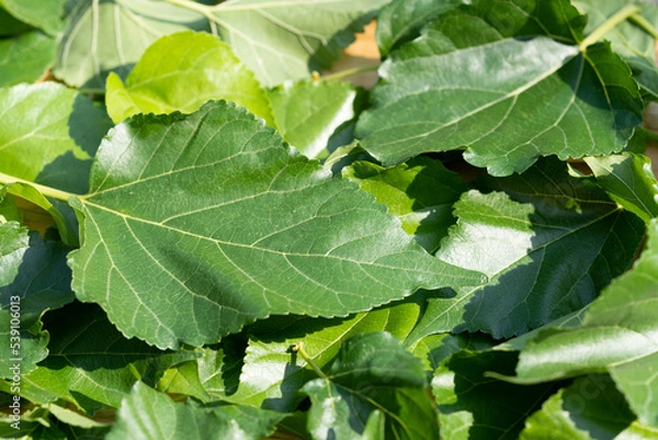 Fototapeta The leaves of mulberry on mulberry tree, Mulberry leaves food for silkworms raw materials for silk production.