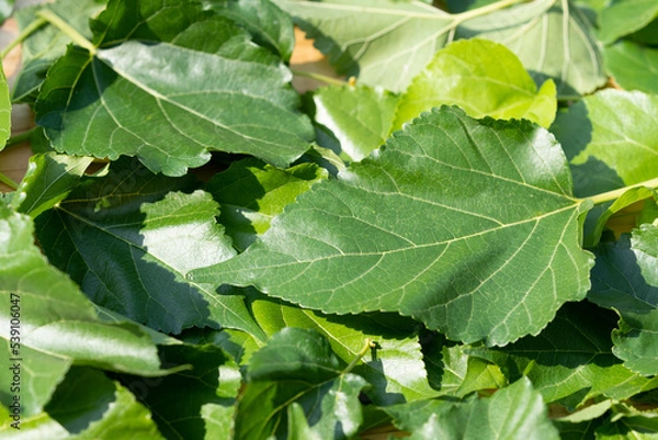 Fototapeta The leaves of mulberry on mulberry tree, Mulberry leaves food for silkworms raw materials for silk production.