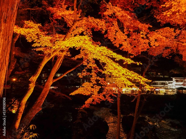 Obraz 夜の紅葉＠香嵐渓