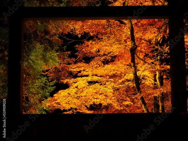 Obraz 夜の紅葉＠香嵐渓