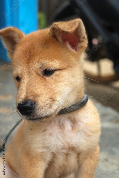 Obraz portrait of a dog